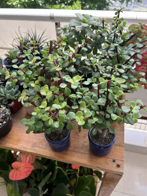 Jade matera Vidriada