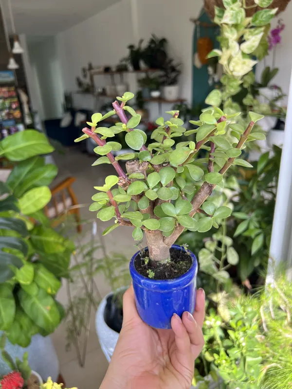 Jade matera Vidriada - Imagen 2