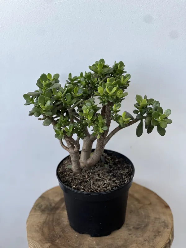 Jade Hoja mediana P14/B7