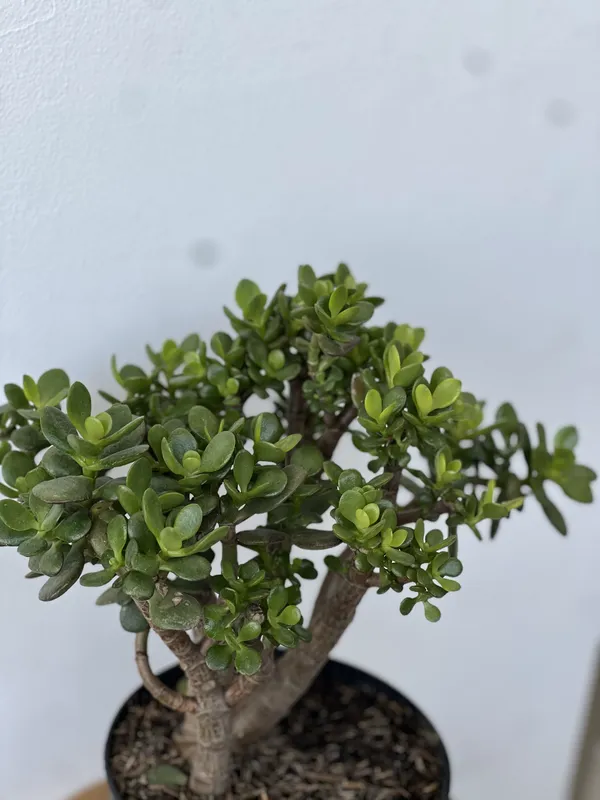 Jade Hoja mediana P14/B7 - Imagen 2