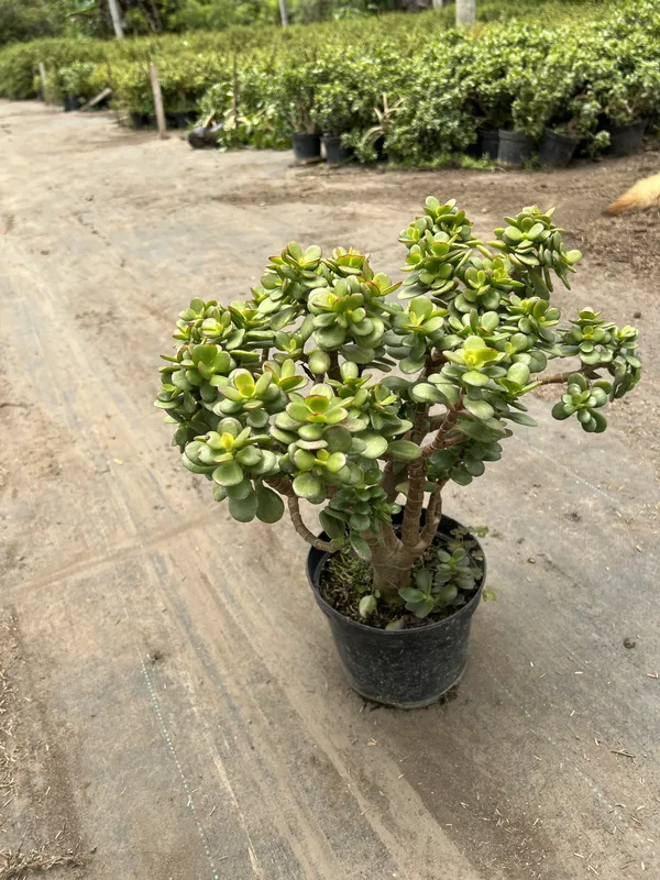 Jade Hoja mediana P14/B7 - Imagen 3