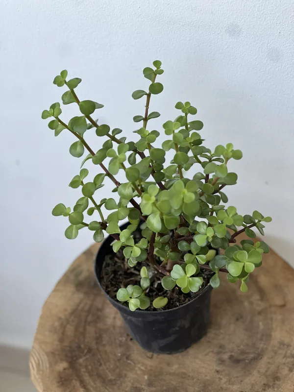 Jade Hoja pequeña P14/B7