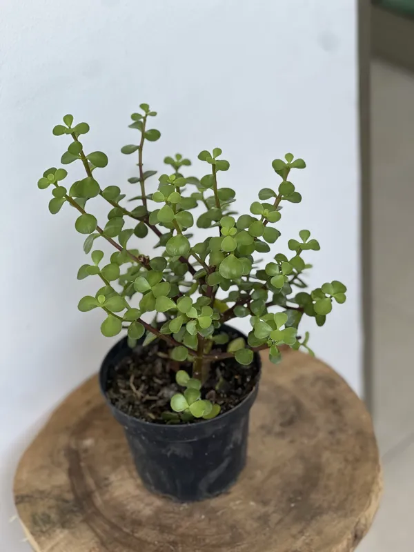 Jade Hoja pequeña P14/B7 - Imagen 2