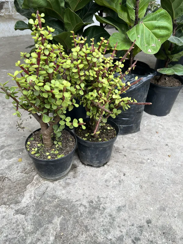 Jade Hoja pequeña P14/B7 - Imagen 3