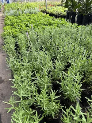 Lavanda