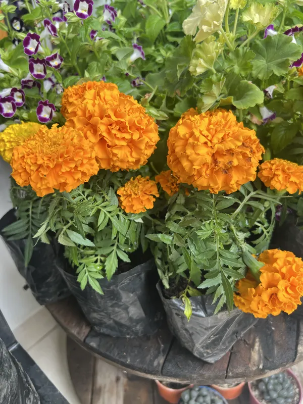 Marigold Bolsa 5SENT