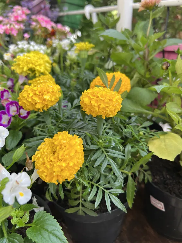 Marigold P14 TAMB - Imagen 2