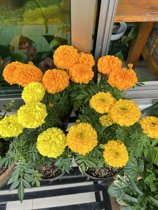 Marigold P14 TAMB - Imagen 3