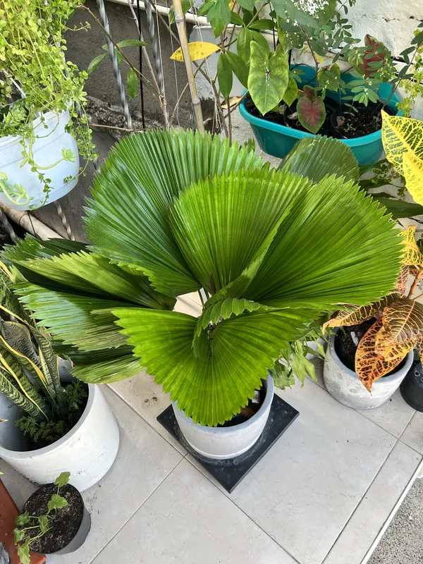 Palma Licuala B30 - Imagen 2