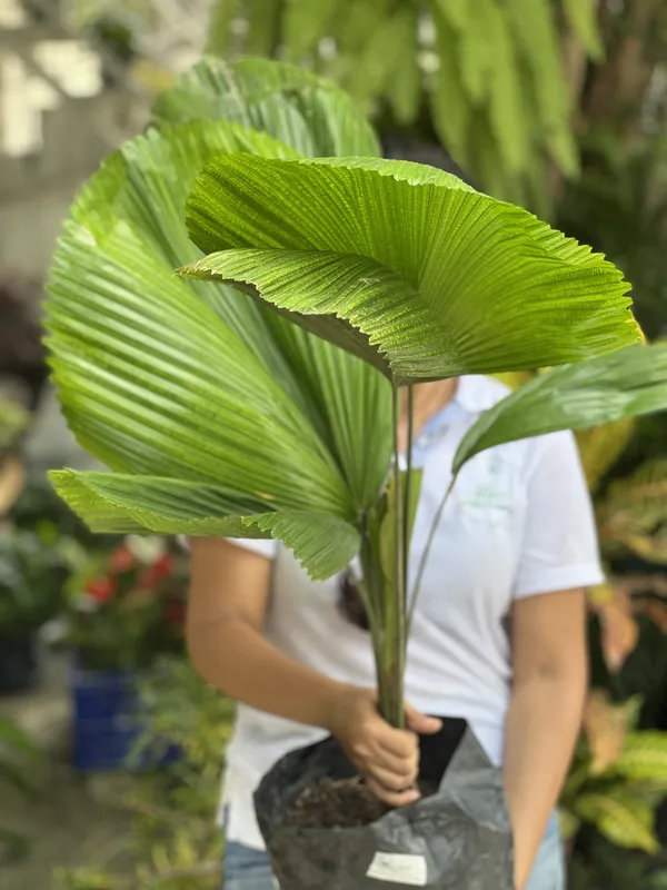 Palma Licuala B30 - Imagen 3