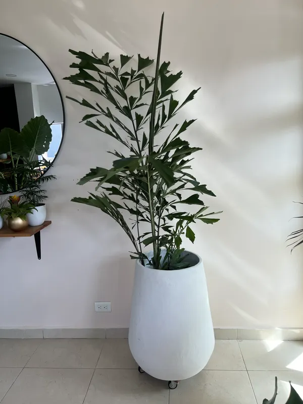 Palma Mariposa B26 - Imagen 2