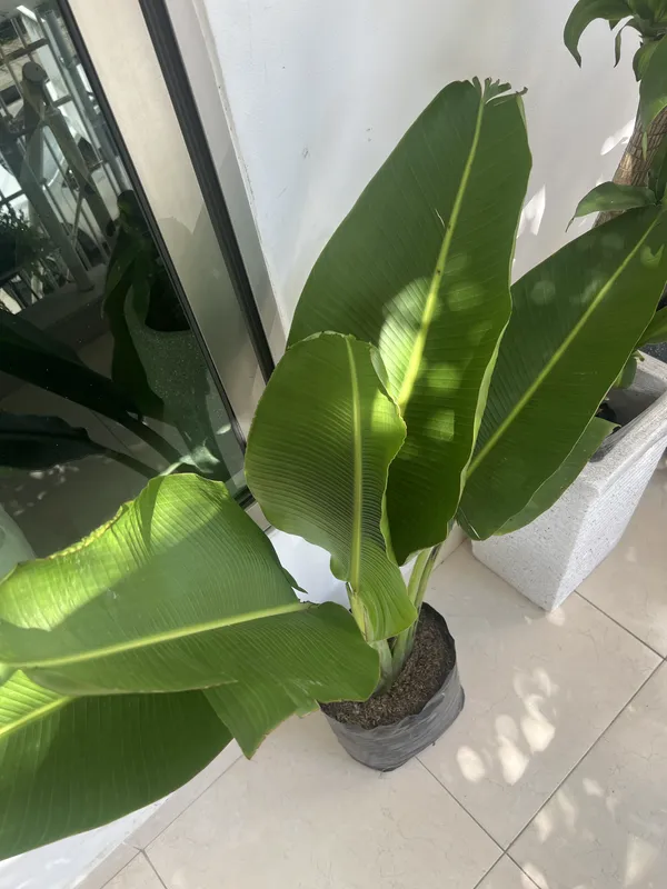 Palma viajero B30 - Imagen 2