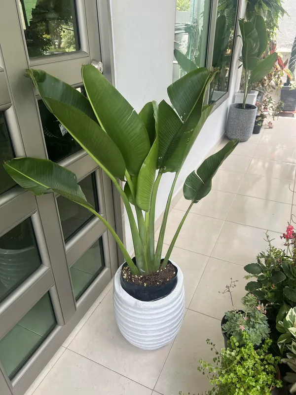 Palma viajero B30 - Imagen 3