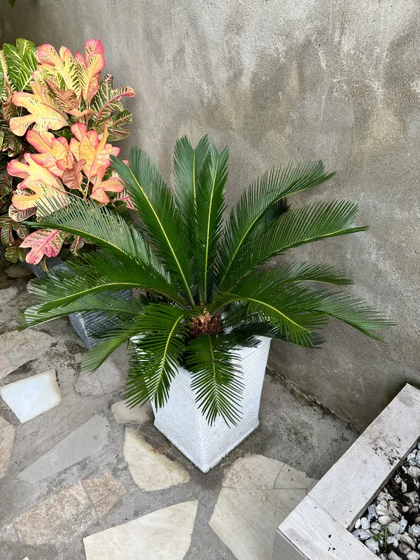 Palma zica Grande B45