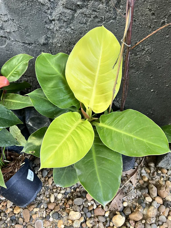 Philodendro congo-Orange/verde