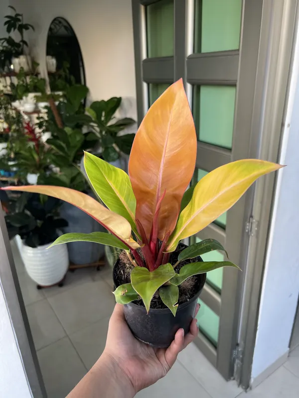 Philodendro congo-Orange/verde P14