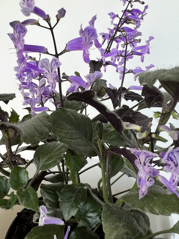 Plectrantus - Imagen 2