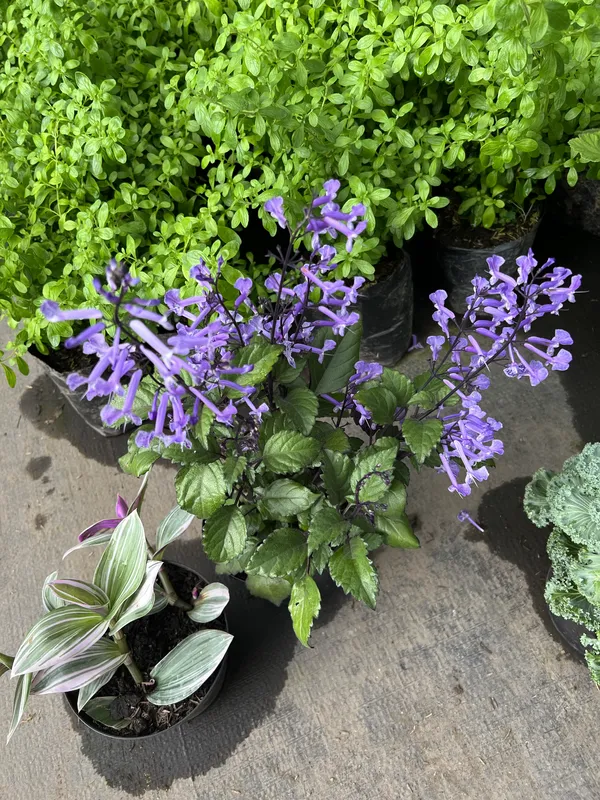 Plectrantus - Imagen 3