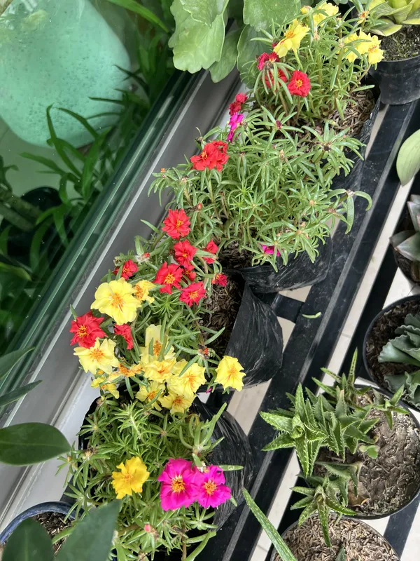 Portulaca - Imagen 2