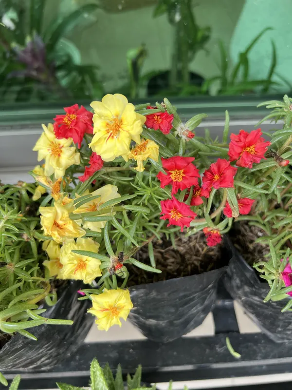 Portulaca - Imagen 3
