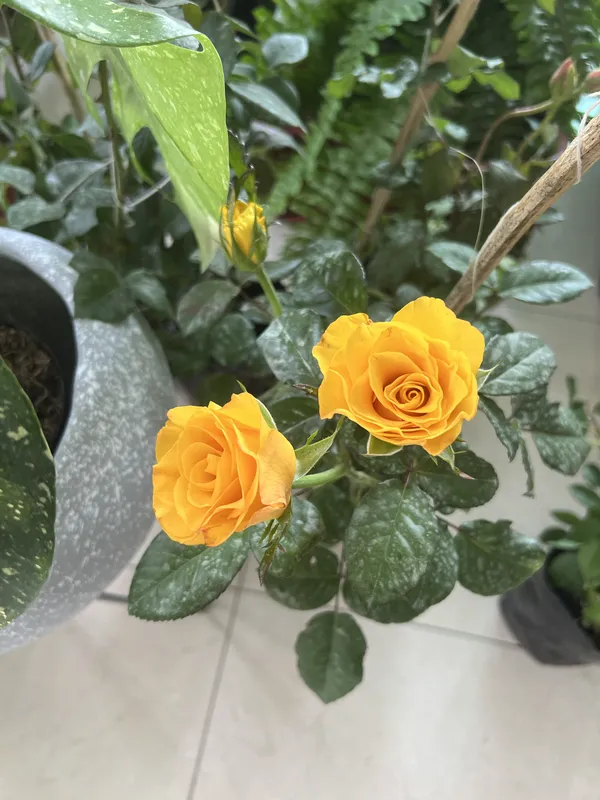 Rosa gigante - Imagen 2