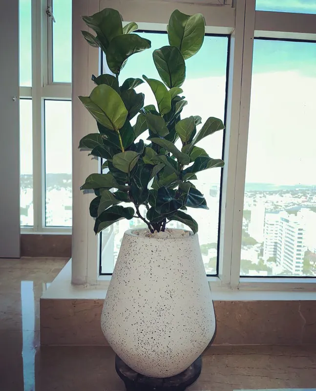 Gota Mediana 40cm de alto x 28cm de ancho