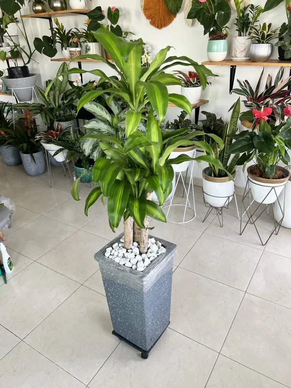 Cubo Delgado 50cm de alto x 26cm de ancho