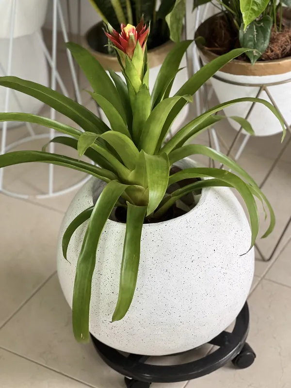 Redonda grande Lisa 60cm de alto x 42cm de ancho