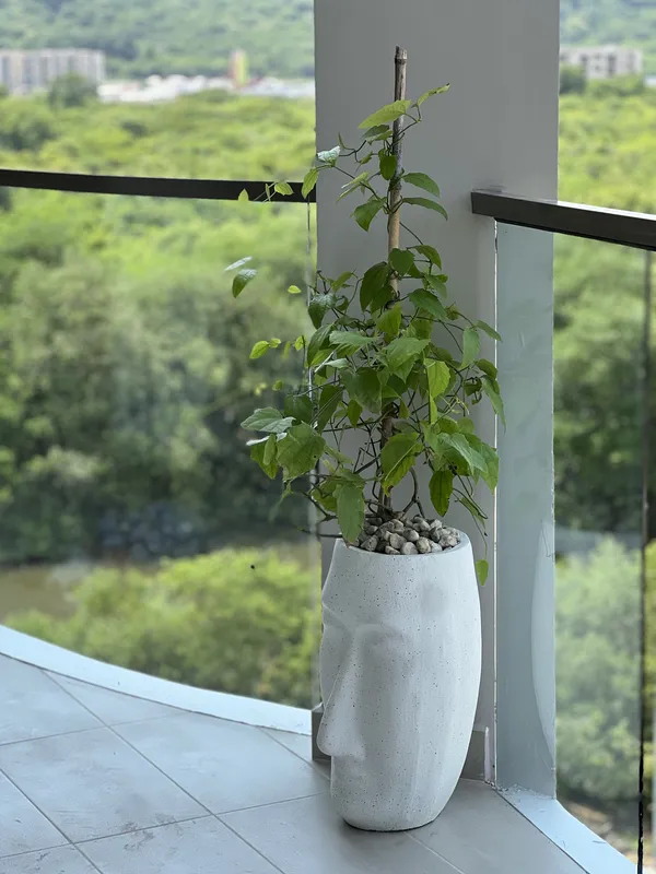 Matera tipo cara 50cm de alto x 29cm de ancho - Imagen 3