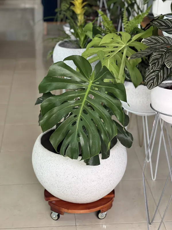 Redonda grande Lisa 29cm de alto x 39cm de ancho (para soporte)