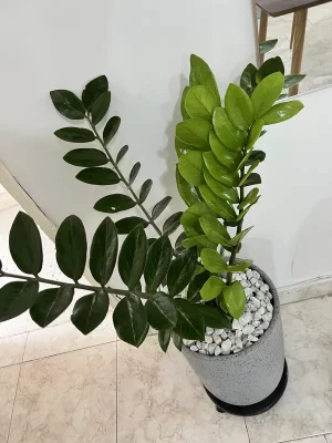 Cilindro Grande normal 49cm de Alto x 33cm de ancho