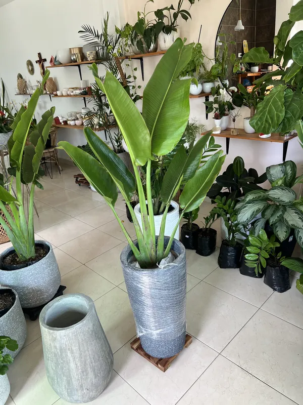 Matera canasto 58cm de alto x 30cm de ancho - Imagen 3