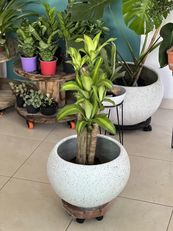 Redonda grande Lisa 29cm de alto x 39cm de ancho (para soporte) - Imagen 2