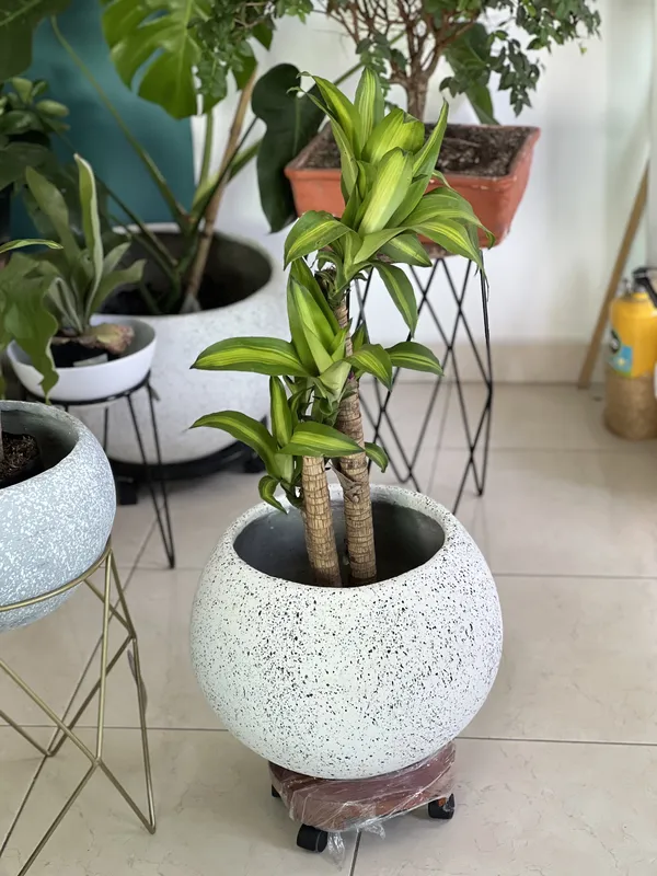 Redonda grande Lisa 60cm de alto x 42cm de ancho - Imagen 3