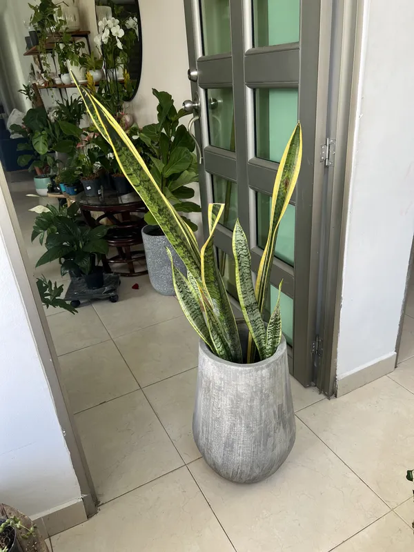 Gota 48cm de alto x 25cm de ancho - Imagen 2