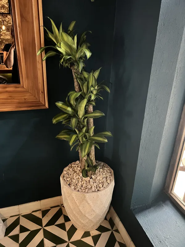 Timba Grande ancha 62cm de alto x 40cm de ancho - Imagen 3