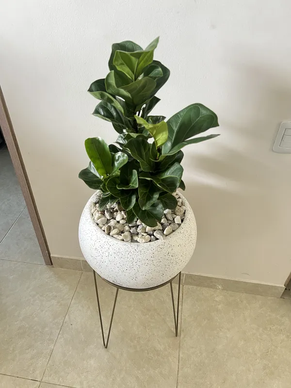 Redonda grande Lisa 29cm de alto x 39cm de ancho (para soporte) - Imagen 3