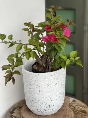 Cilindro Pequeño delgado 27cm de alto x 25cm de ancho