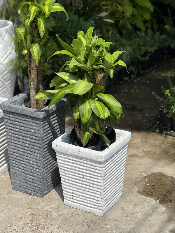 Cubo Ancho bajo 36cm de alto x 30cm de ancho