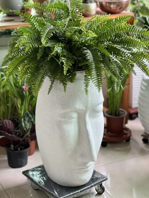 Matera tipo cara 50cm de alto x 29cm de ancho - Imagen 4