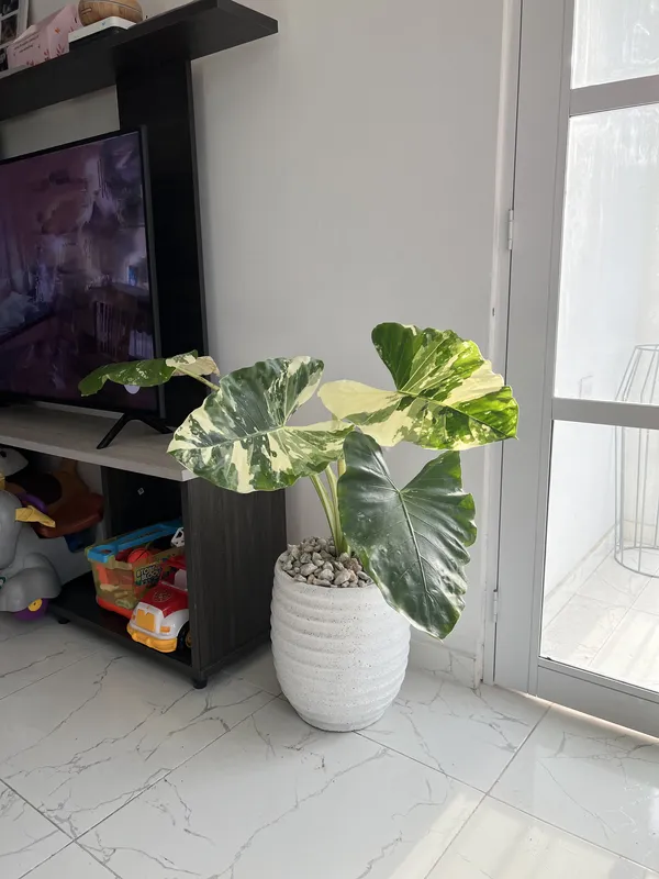 Matera rayada 36cm de alto x 30cm de ancho - Imagen 2