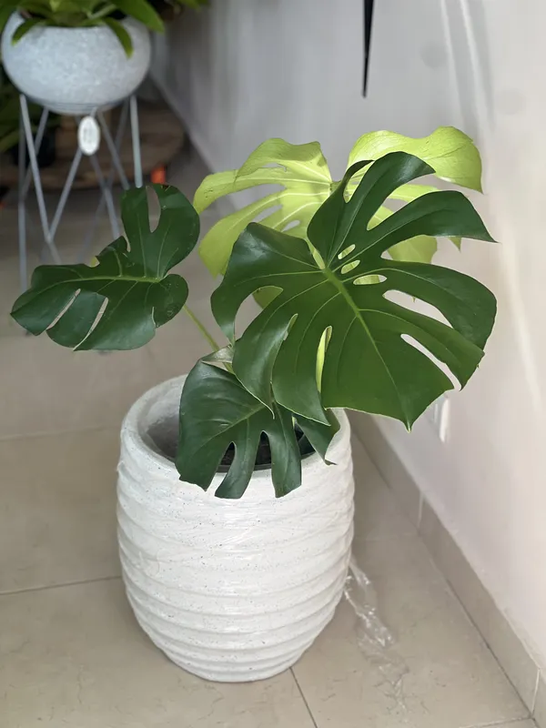 Matera rayada 36cm de alto x 30cm de ancho - Imagen 3