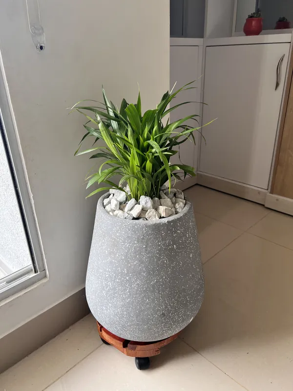 Gota Baja ANCHA 36cm de alto x 32cm de ancho - Imagen 5