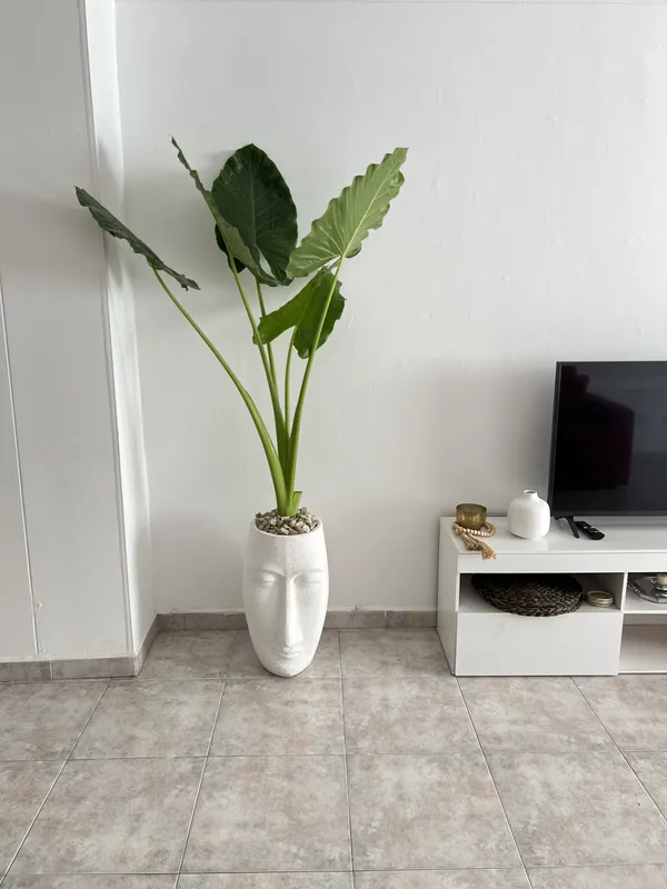 Matera tipo cara 50cm de alto x 29cm de ancho - Imagen 6