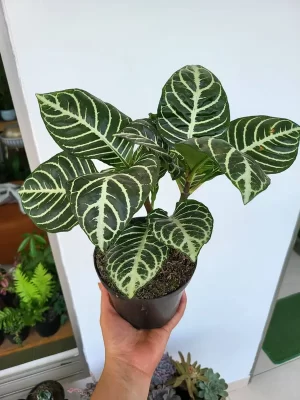 Aphelandra