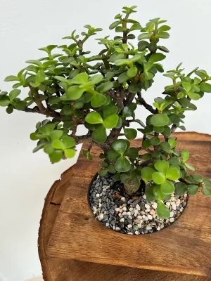 Bonsai madera grande