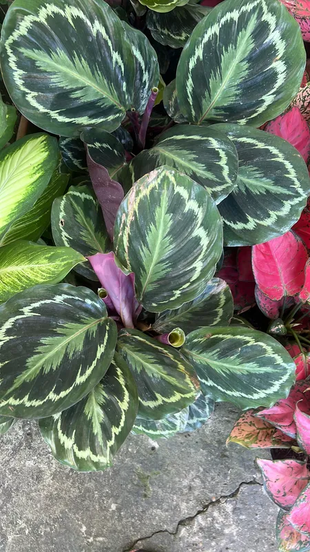 Calathea Medallion B45