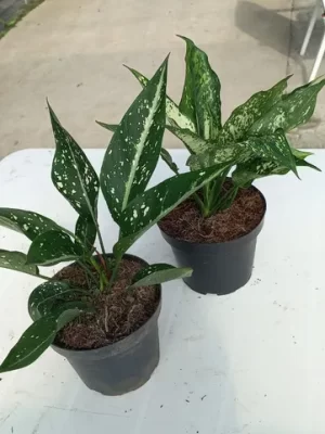 Aglaonema Perdiz verde