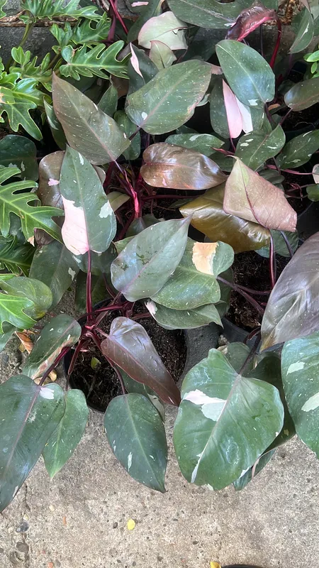 Philondero Pink Princess B26