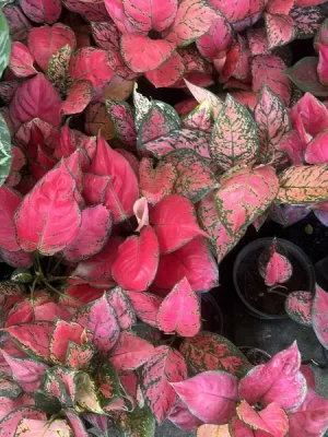 Aglaonema Aurora